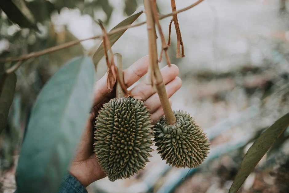Cara menanam durian