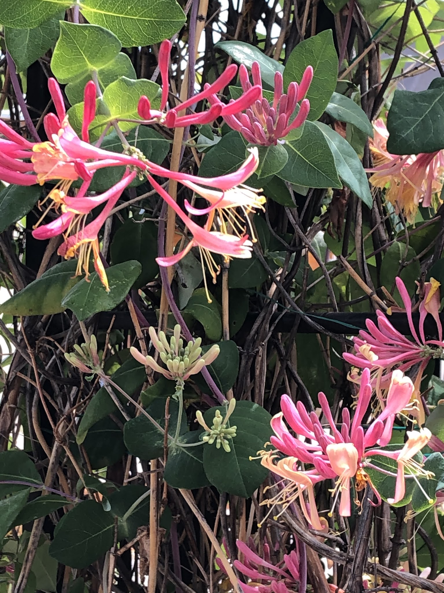 Colorado Mountain Gardener Honeysuckle Vines and Bushes