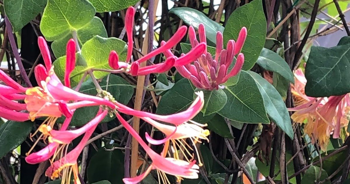 Colorado Mountain Gardener Honeysuckle Vines and Bushes