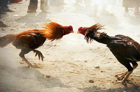 Tujuh Orang Diduga Pelaku Judi Sabung Ayam Dibebaskan di Langsa Juni 9, 2020