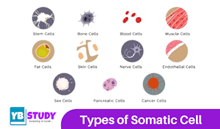 Types of Somatic Cells