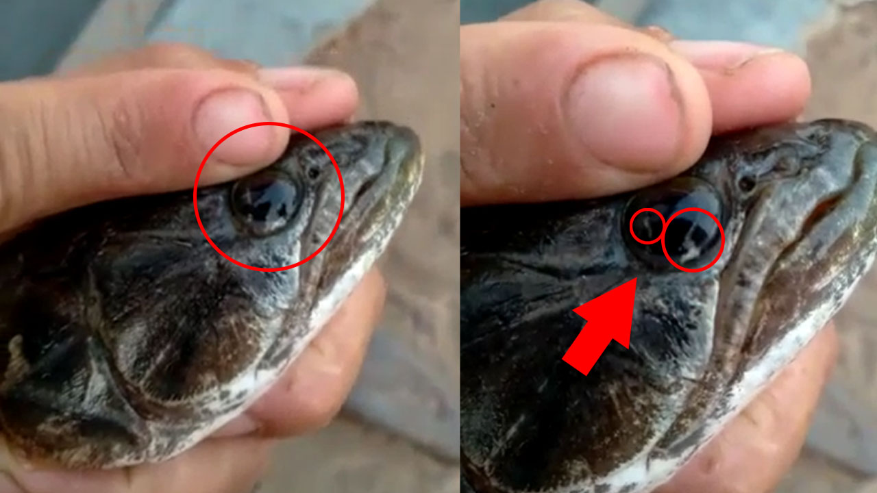 Em Custódia, pescadores encontram vermes no olho de peixe; veja o vídeo