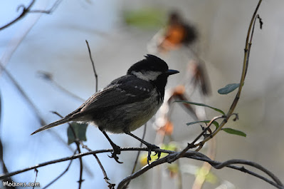 Mallerenga petita (Periparus ater)