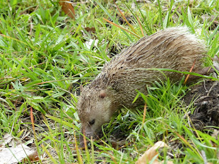 Tenrec ecaudatus - Tangue - Tengue Tenrec ecaudatus - Tangue - Tengue