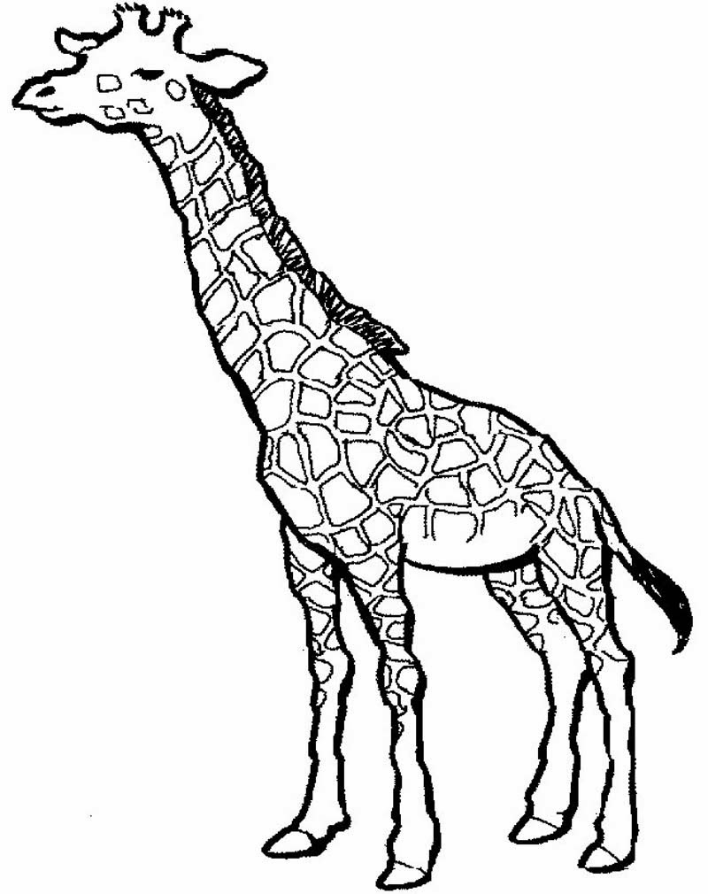 Силуэт жирафа для раскрашивания