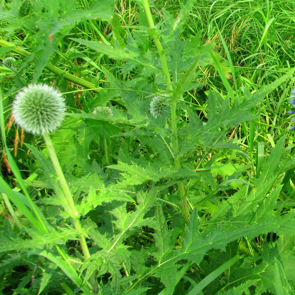 Desideratum Art Jewelry Life Globe Thistles at The "New" Old