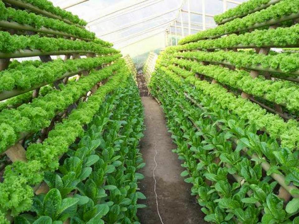 Jenis Tanaman Cocok untuk Budidaya Hidroponik