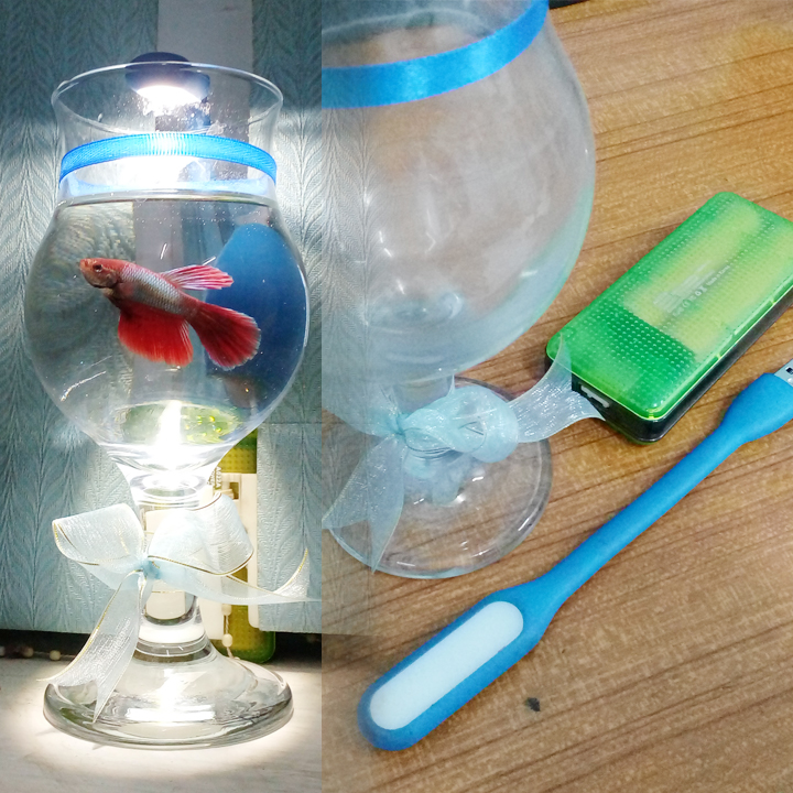 mini aquarium diy