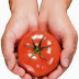 TOMATE FORTALECE A MEMÓRIA