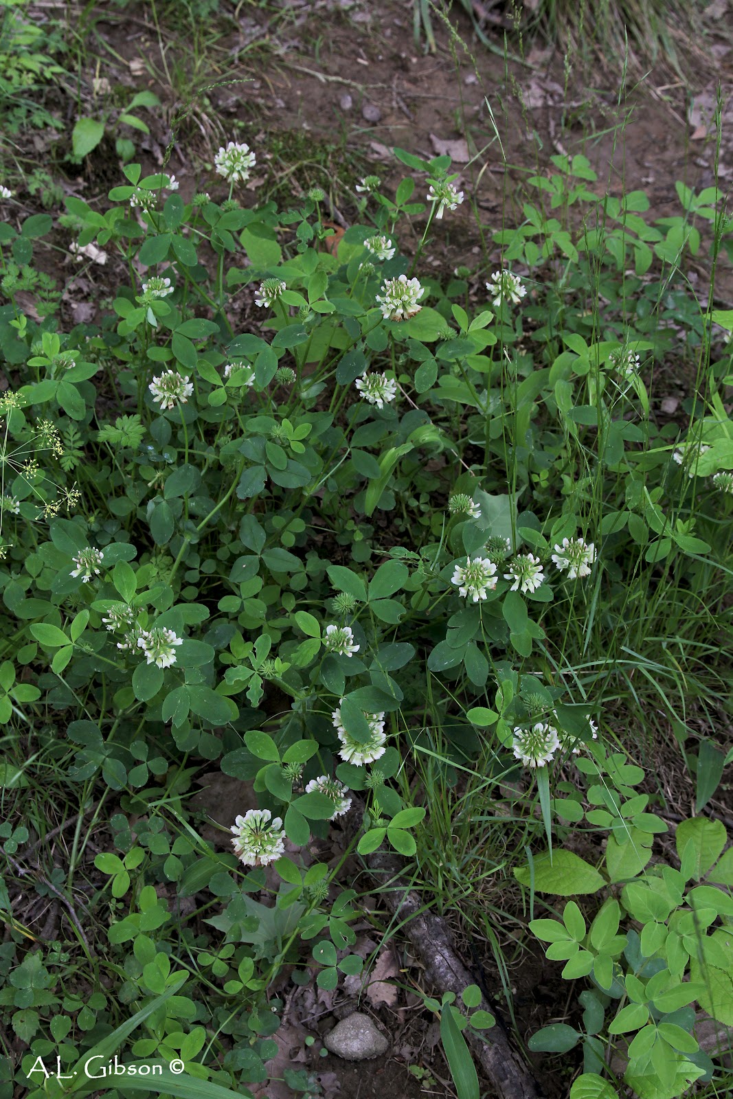 The Buckeye Botanist Buffalo Clover Rediscovered 100 Years Later