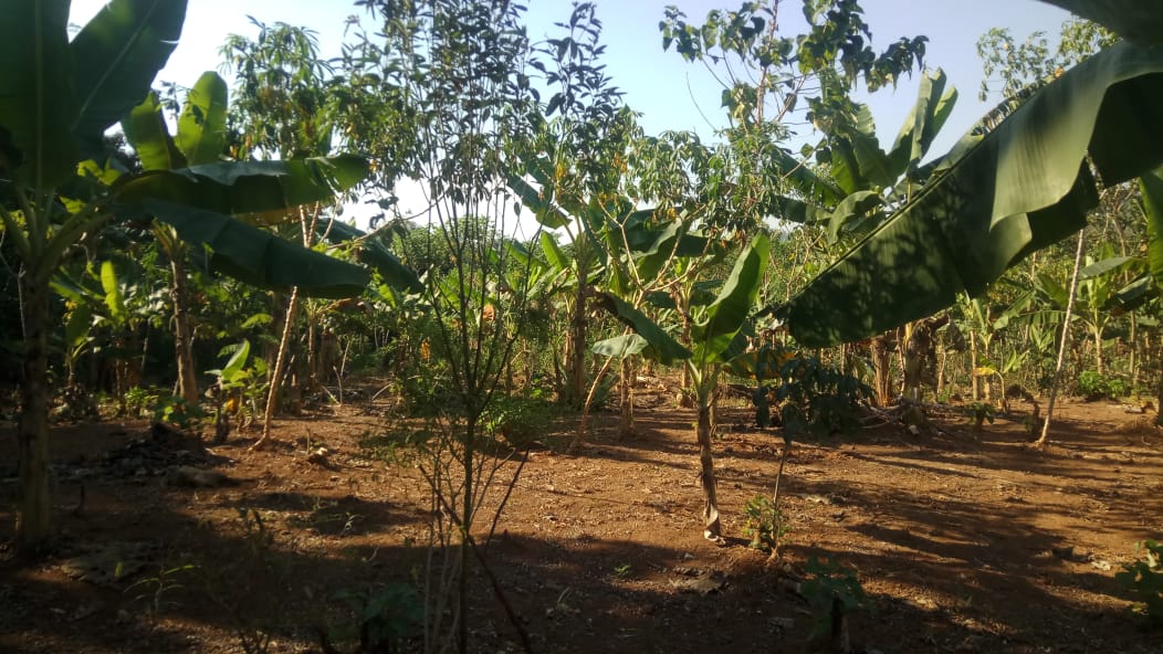 Di jual Tanah Murah Di Purwakarta ALBA PROPERTI Agen