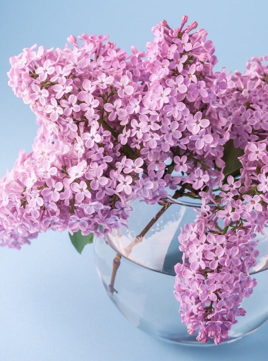 10 Lilac Recipes You Must Try this Year