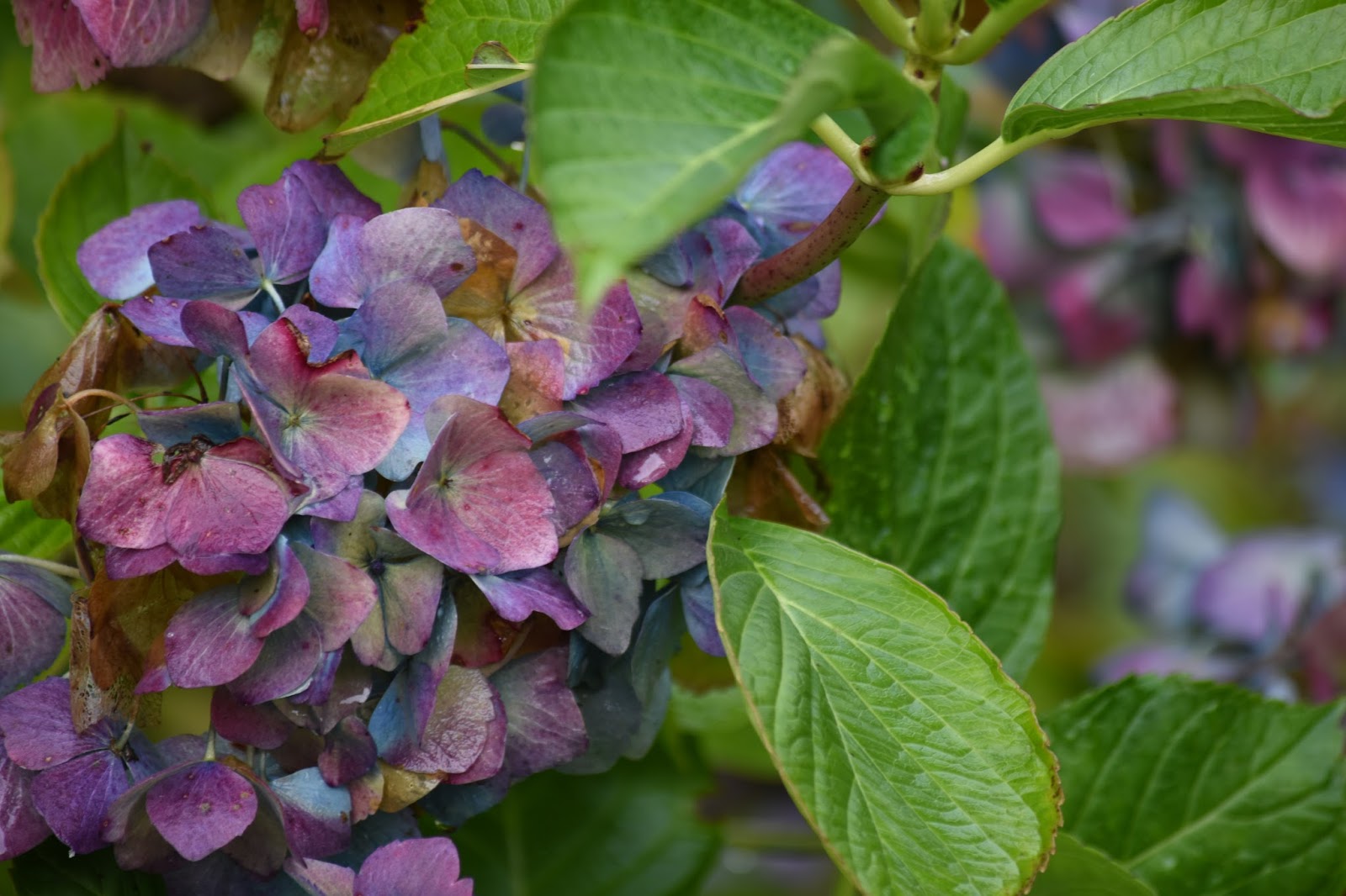 The colors of autumn indigo Pur et Simple