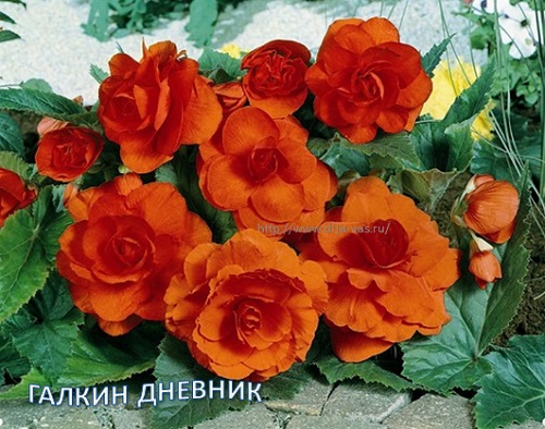 Комнатные растения. Бегония клубневая.