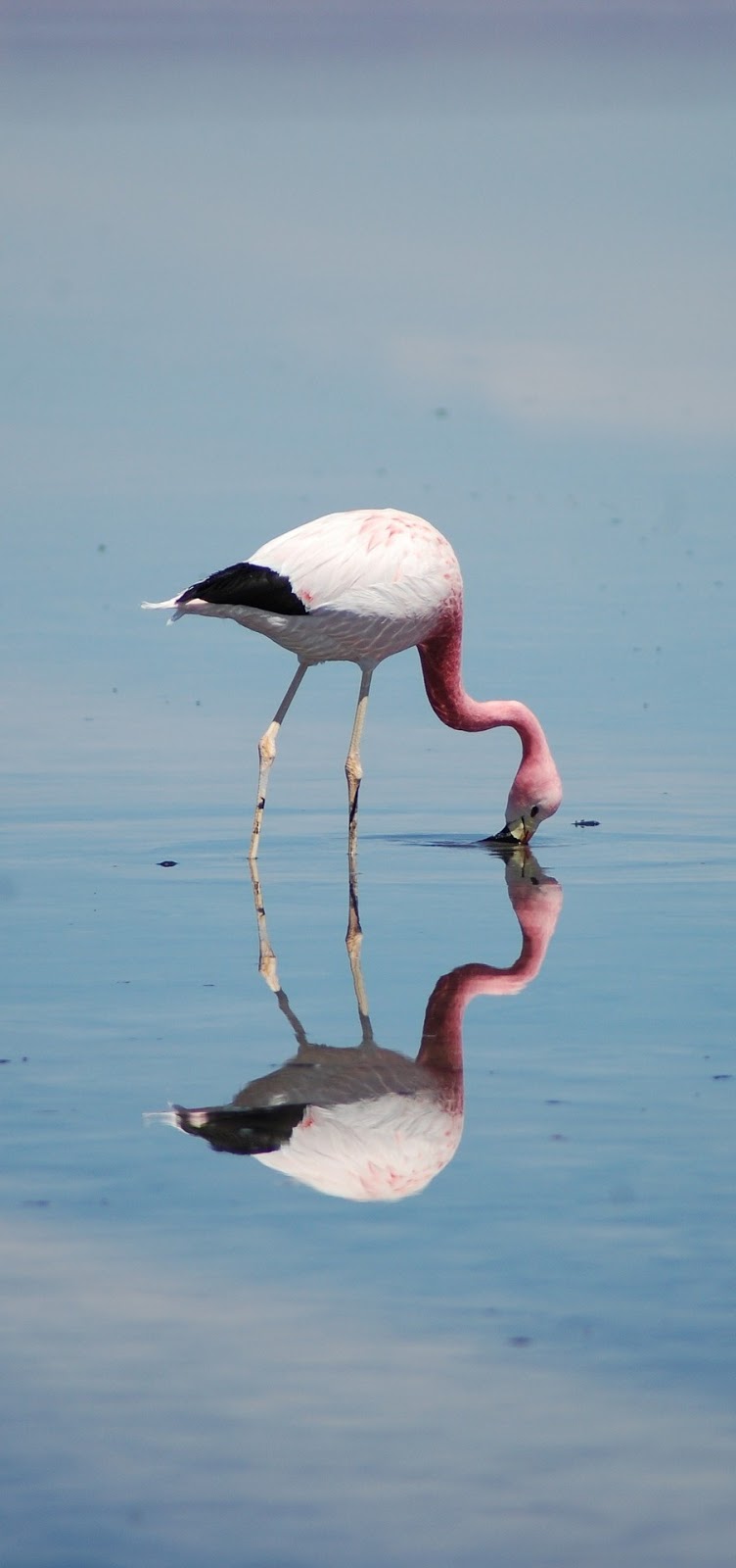 Amazing flamingo reflection.