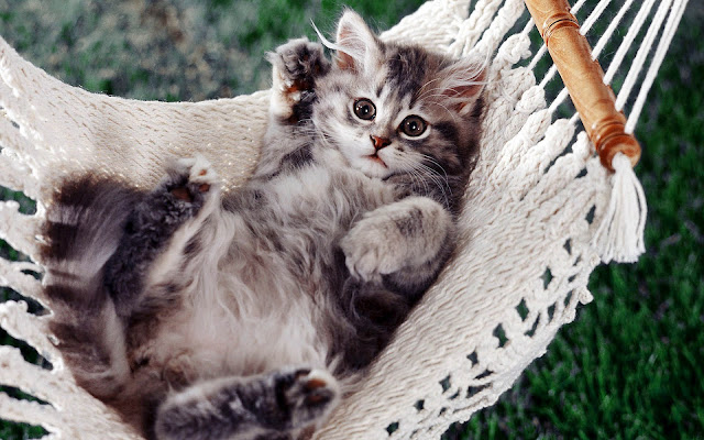 Funny photo with a cat resting in a hammock
