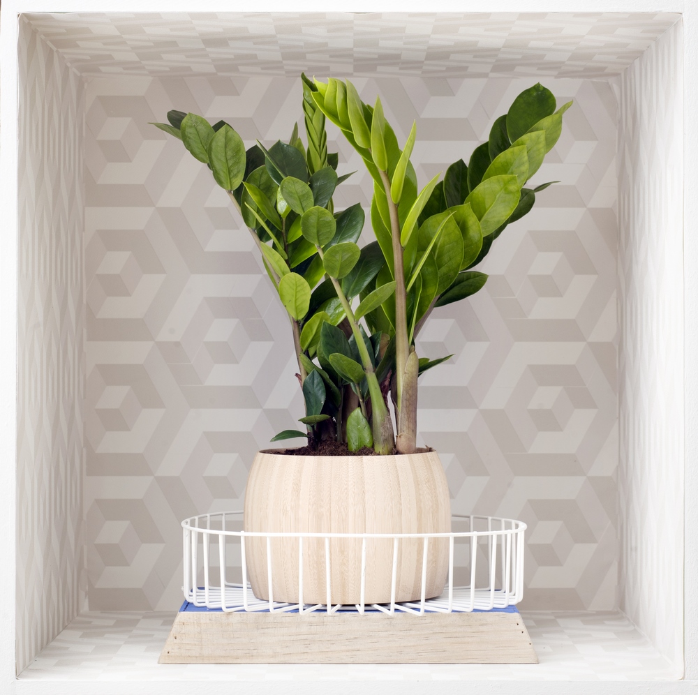 Zamioculcas zamiifolia mitos y verdades de esta planta tan fácil de cultivar en interiores Zamioculcas zamiifolia mitos y verdades de esta planta tan fácil de cultivar en interiores