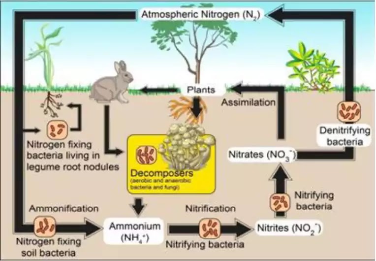 Write a short note on nitrogen cycle with the help of a diagram.