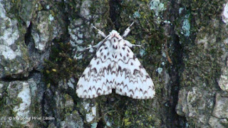 Lymantria monacha (male) DSC175301
