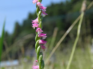 新築マンション 大阪 賃貸 Blogの花