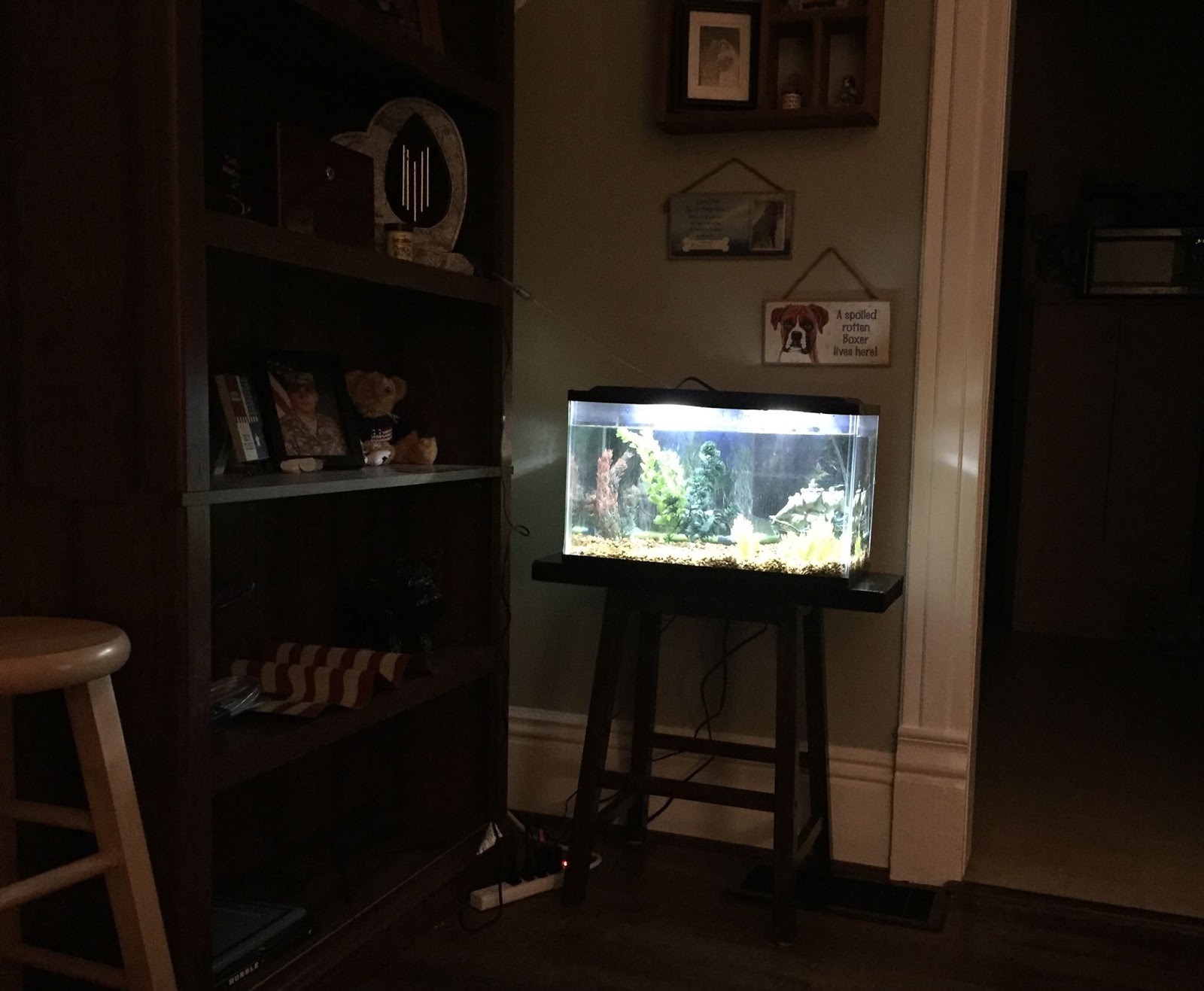 Moments of Introspection Fish Tanks Invoke Relaxation