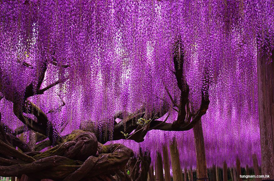 The world most beautiful places Ashikaga Flower Park Ashikaga, Japan