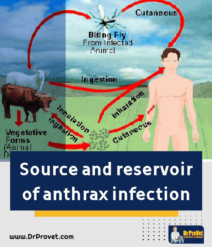 Anthrax from animal to man