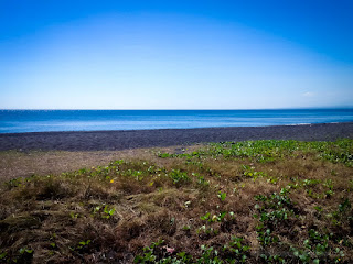 Natural Tropical Beach Grass And Plants On Sand Scenery In The Dry Season Of At The Village Umeanyar North Bali Indonesia