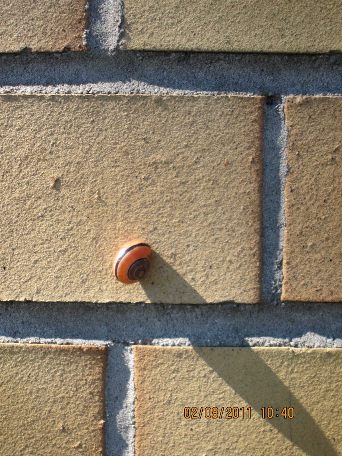 Kobes Typologische Entwicklung D Museumsstruktur By Team Blumfeld