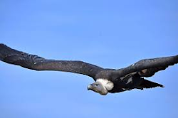 bird arms flies miles its moving without