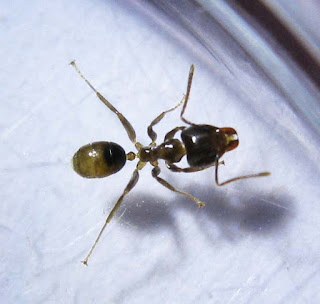 A minor worker of Philidris sp