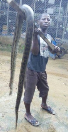 4172100 img20160830083333566 jpegb866b03e711f4d2e1e27e2d90b0bd29f Man kills huge snake that had been eating his chickens at his farm (photos)