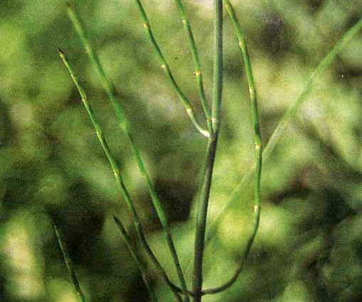  Tumbuh ditempat terbuka atau sedikit ternaungi Manfaat Dan Khasiat Greges Otot (Equisetum debile Roxb.)
