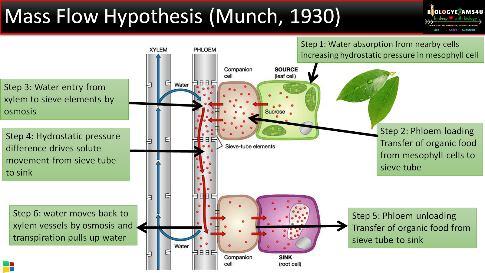 Plant Science 4 U