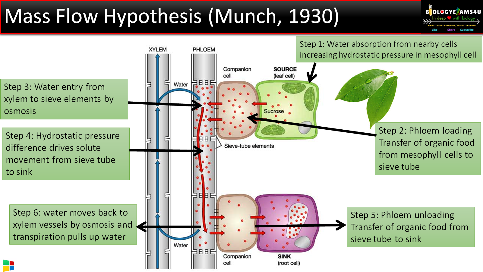 hypothesis for plant biology