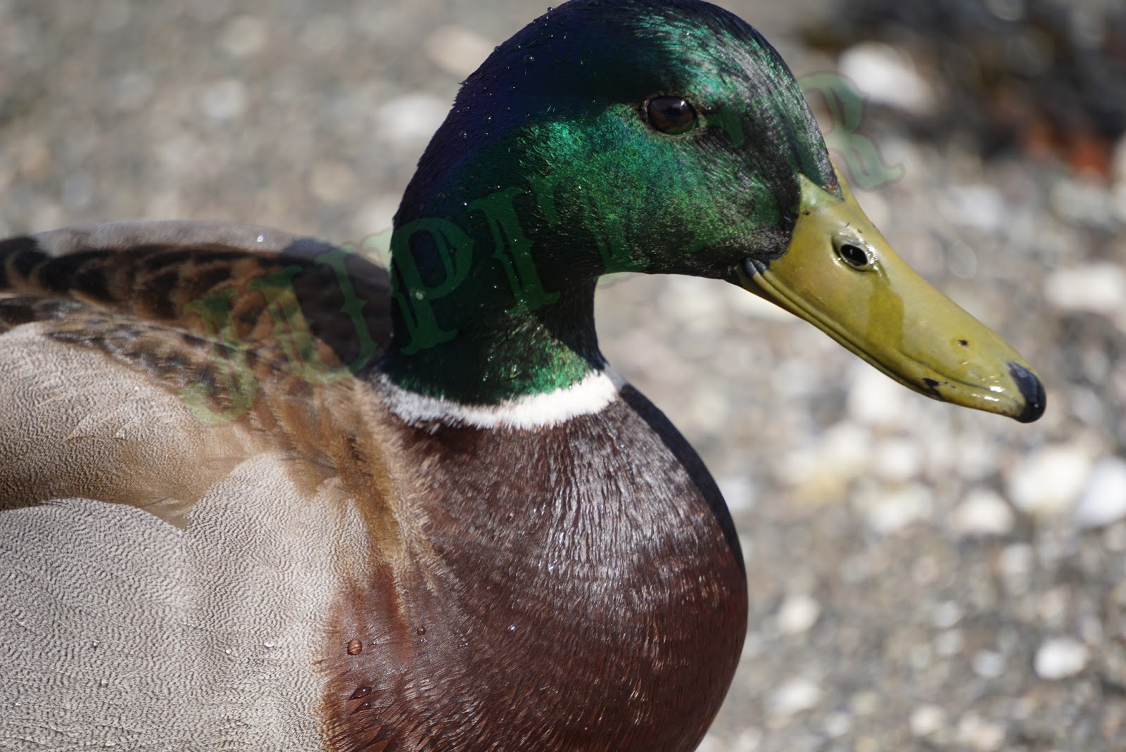 Zwyczajny pokój Kaczor.