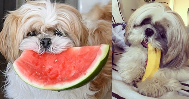 Alimentos permitidos para os shih tzu: 20 opções para variar o cardápio