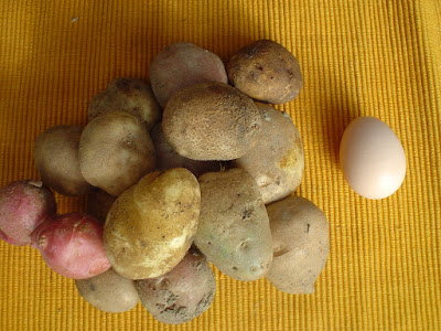 Do I Need to Buy Seed Potatoes or Can I Just Grow Potatoes from the Grocery Store?