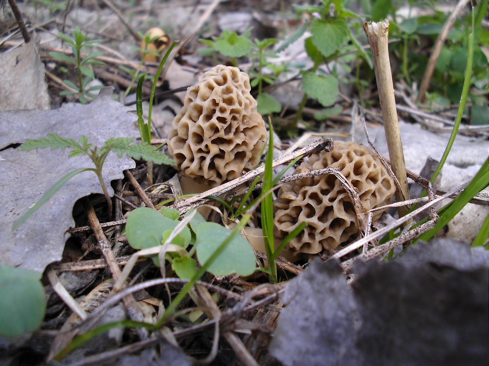 Mid Missouri Morels and Mushrooms Too Busy Picking to Post