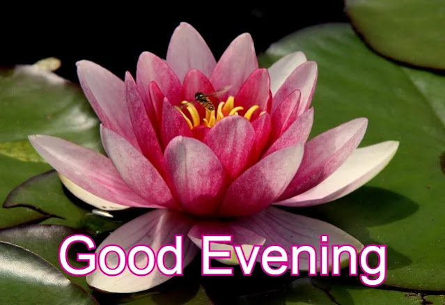 Image of Good Morning Image of Good Morning