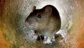 cara mengusir tikus dari plafon rumah