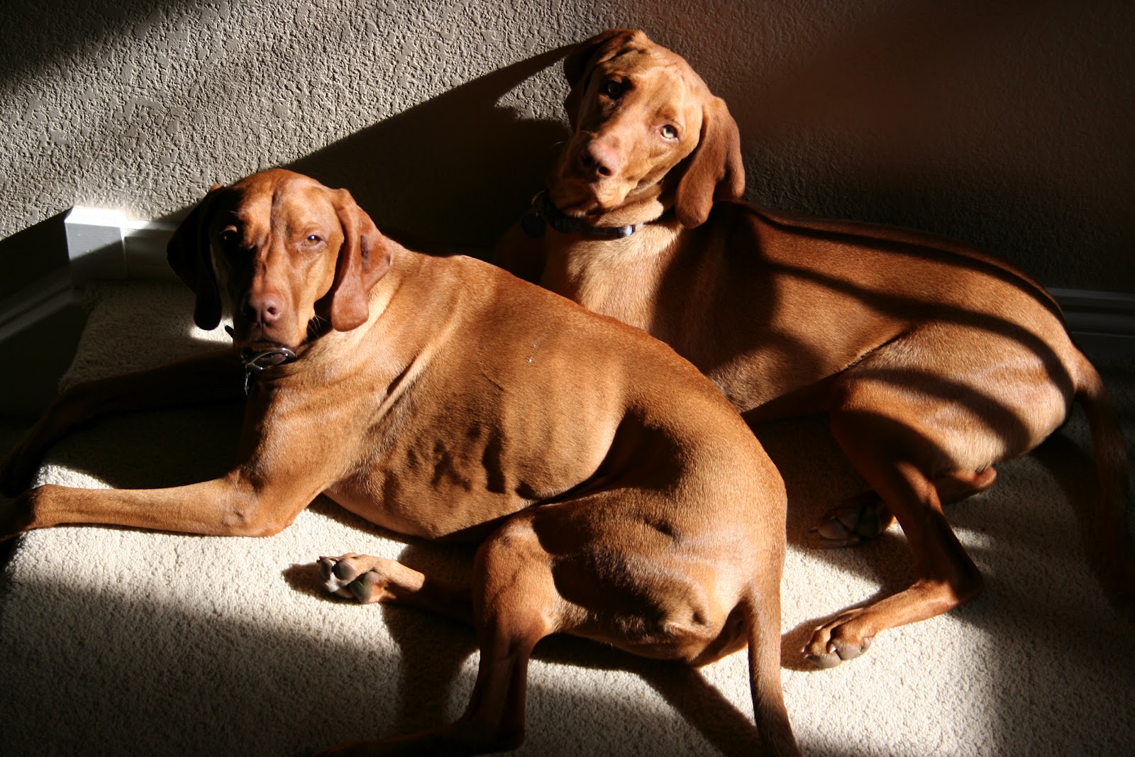 Amazing Vizslas What is a Vizsla and how does it look?