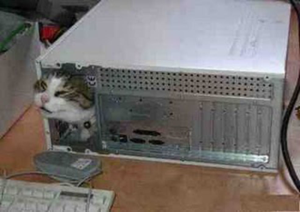 funny-cat-in-computer-picture.jpg