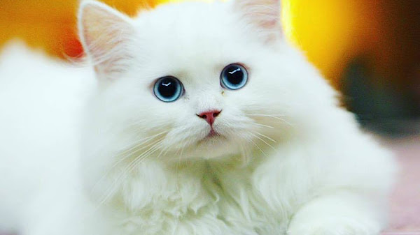 Deskripsi Tentang Kucing: Ciri, Perilaku, dan Fakta Menarik yang Wajib Diketahui