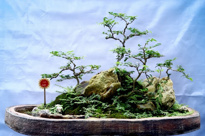 Cara Membuat Bonsai dan Cara Merawatnya Dengan Baik dan Benar