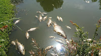 Dead fish in the Yarkon due to pollution