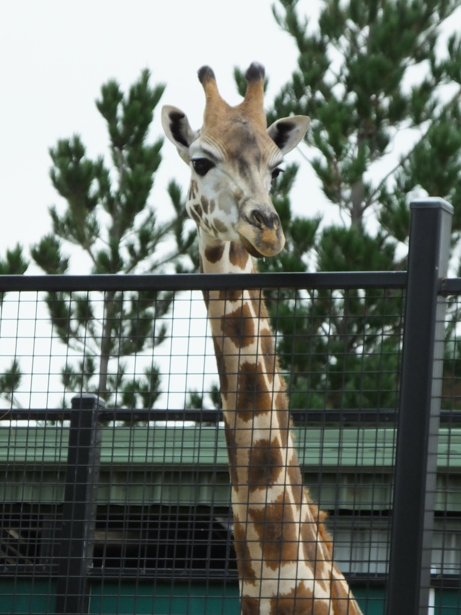 West with Giraffes by Lynda Rutledge book review