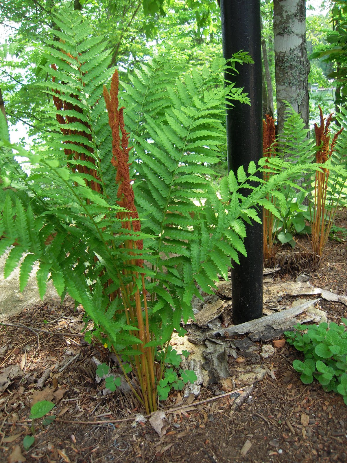 Clay County Master Gardener Volunteer Association Cinnamon Fern