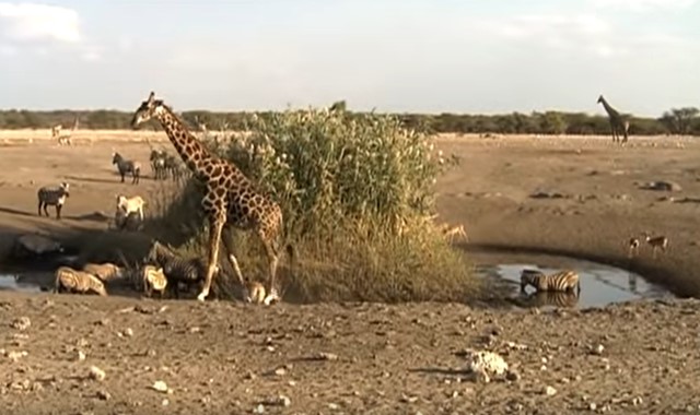 Pengertian Ekosistem Keanekaragaman Komponen dan
