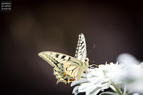 Macaone, Papilio Machaon, farfalla, butterfly, foto Ischia, Natura Ischia, Isola d' Ischia, Crisalide, bruco, livrea colorata, farfalla più grande del mondo, 